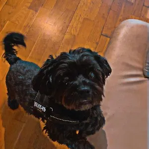 Black Dog , Budapest Hongrie
